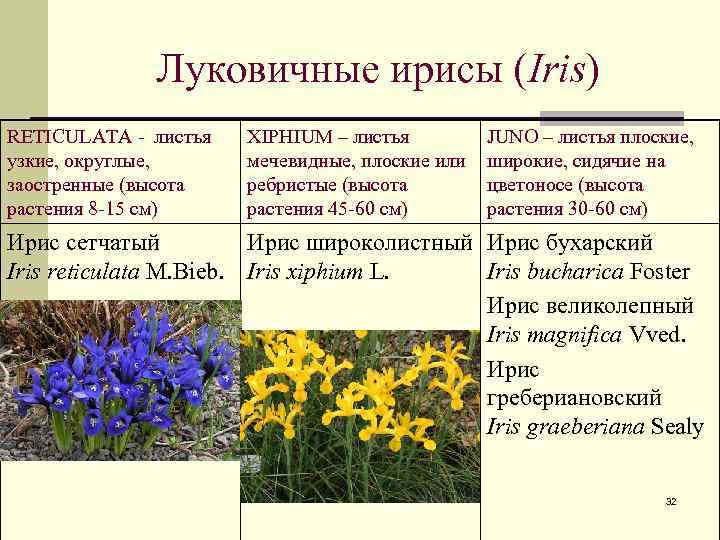 Луковичные ирисы (Iris) RETICULATA - листья узкие, округлые, заостренные (высота растения 8 -15 см)