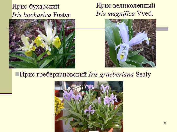 Ирис бухарский Iris bucharica Foster Ирис великолепный Iris magnifica Vved. n. Ирис гребериановский Iris