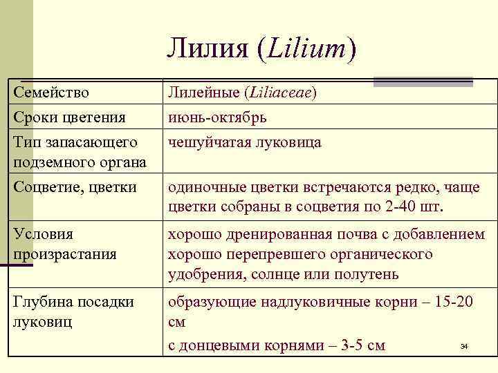 Лилия (Lilium) Семейство Сроки цветения Тип запасающего подземного органа Лилейные (Liliaceae) июнь-октябрь чешуйчатая луковица