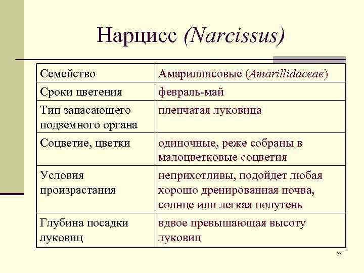 Нарцисс (Narcissus) Семейство Сроки цветения Тип запасающего подземного органа Амариллисовые (Amarillidaceae) февраль-май пленчатая луковица