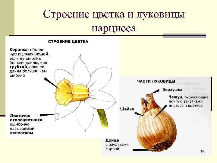 Строение цветка и луковицы нарцисса 38 