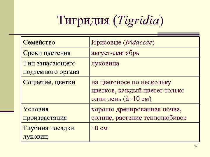 Тигридия (Tigridia) Семейство Сроки цветения Тип запасающего подземного органа Ирисовые (Iridaceae) август-сентябрь луковица Соцветие,