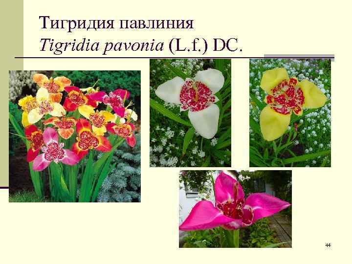 Тигридия павлиния Tigridia pavonia (L. f. ) DC. 44 