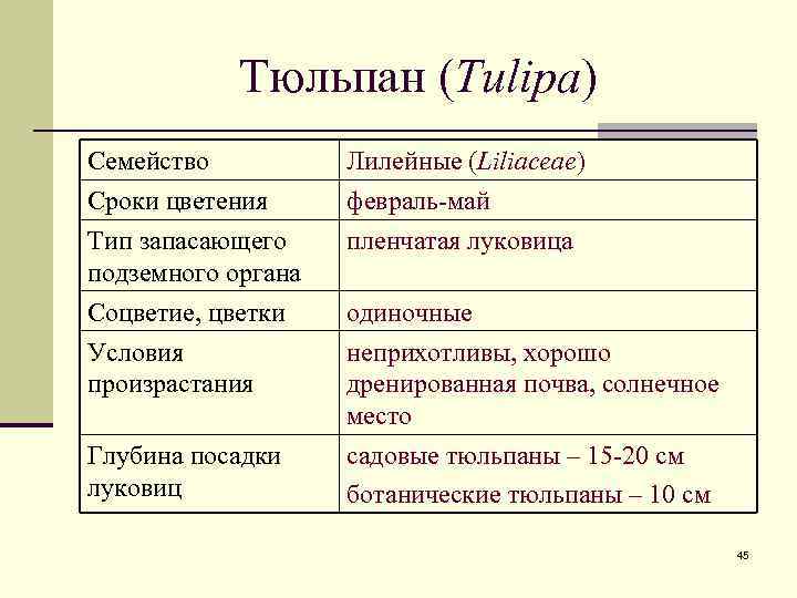 Тюльпан (Tulipa) Семейство Сроки цветения Тип запасающего подземного органа Лилейные (Liliaceae) февраль-май пленчатая луковица