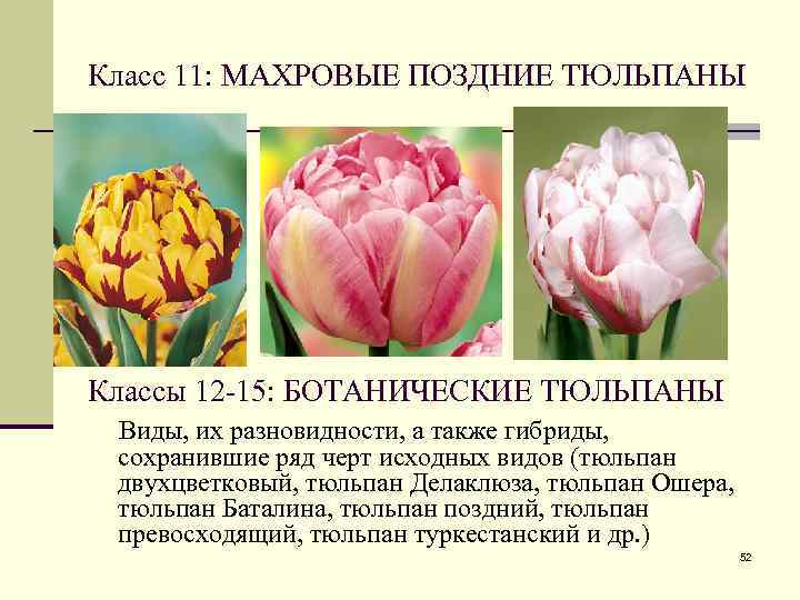 Класс 11: МАХРОВЫЕ ПОЗДНИЕ ТЮЛЬПАНЫ Классы 12 -15: БОТАНИЧЕСКИЕ ТЮЛЬПАНЫ Виды, их разновидности, а