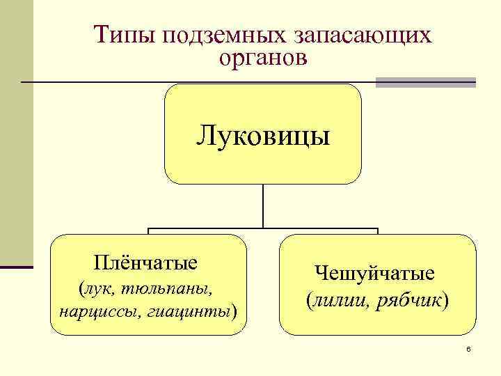 Типы подземных запасающих органов Луковицы Плёнчатые (лук, тюльпаны, нарциссы, гиацинты) Чешуйчатые (лилии, рябчик) 6