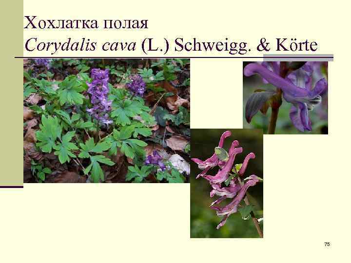 Хохлатка полая Corydalis cava (L. ) Schweigg. & Körte 75 