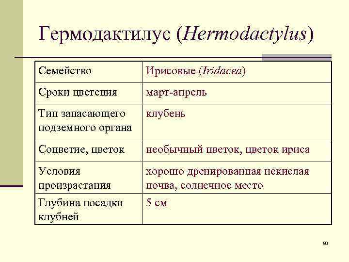 Гермодактилус (Hermodactylus) Семейство Ирисовые (Iridacea) Сроки цветения март-апрель Тип запасающего подземного органа клубень Соцветие,