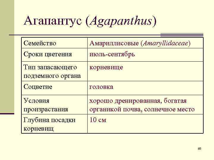 Агапантус (Agapanthus) Семейство Амариллисовые (Amaryllidaceae) Сроки цветения июль-сентябрь Тип запасающего подземного органа корневище Соцветие