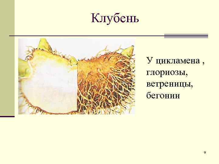 Клубень У цикламена , глориозы, ветреницы, бегонии 9 