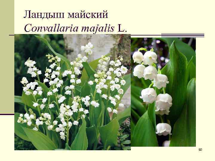 Ландыш майский Convallaria majalis L. 92 