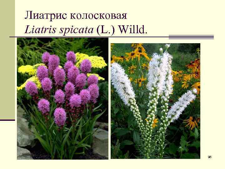 Лиатрис колосковая Liatris spicata (L. ) Willd. 96 