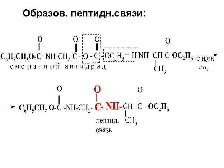 Образов. пептидн. связи: 