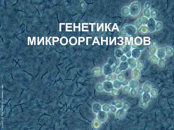 ГЕНЕТИКА МИКРООРГАНИЗМОВ 