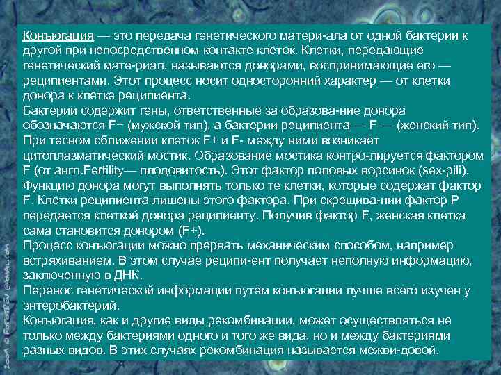 Конъюгация — это передача генетического матери ала от одной бактерии к другой при непосредственном