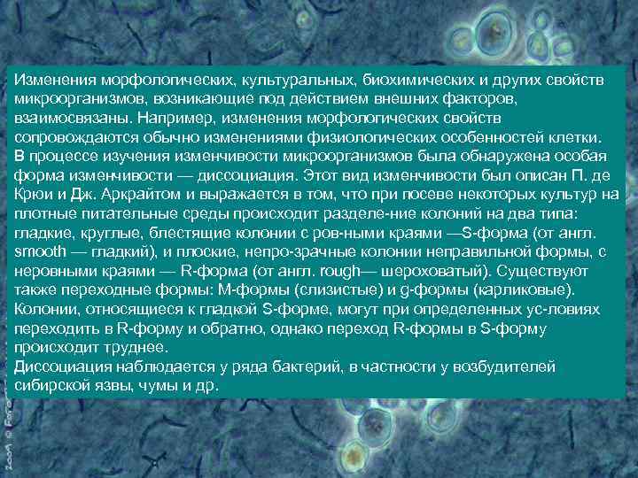 Изменения морфологических, культуральных, биохимических и других свойств микроорганизмов, возникающие под действием внешних факторов, взаимосвязаны.