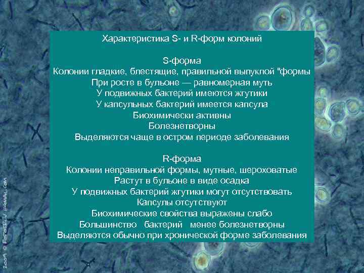 Имела колонии. S И R формы бактерий. R форма колоний бактерий. Характеристика s и r форм бактерий. S форма бактерий.