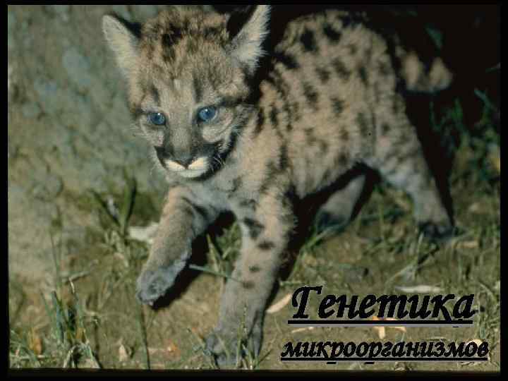 Генетика микроорганизмов 