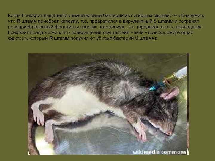 Когда Гриффит выделил болезнетворные бактерии из погибших мышей, он обнаружил, что R штамм приобрел