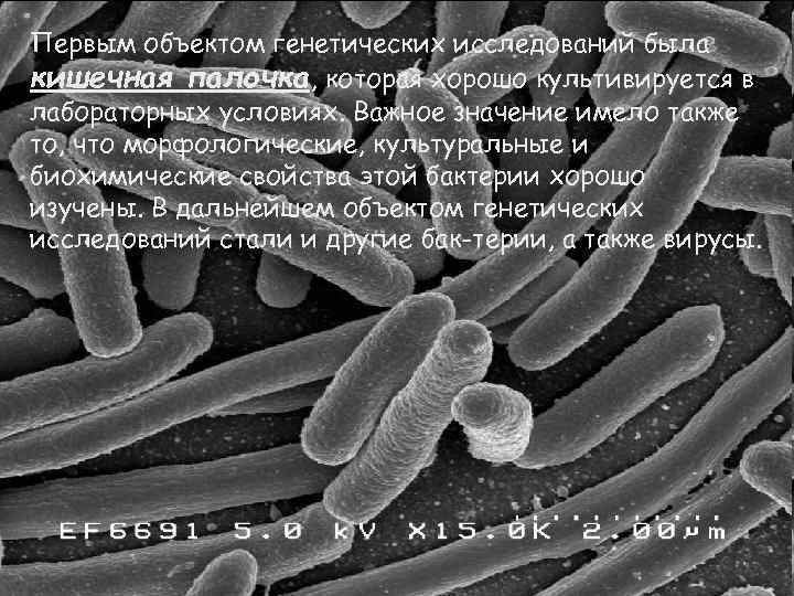 Первым объектом генетических исследований была кишечная палочка, которая хорошо культивируется в лабораторных условиях. Важное