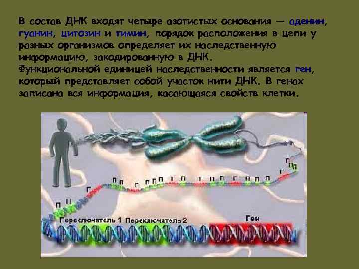 В состав ДНК входят четыре азотистых основания — аденин, гуанин, цитозин и тимин, порядок