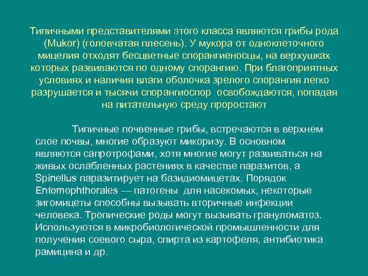 Типичными представителями этого класса являются грибы рода (Mukor) (головчатая плесень). У мукора от одноклеточного