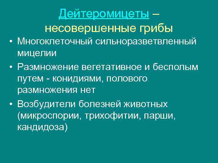 Дейтеромицеты – несовершенные грибы • Многоклеточный сильноразветвленный мицелии • Размножение вегетативное и бесполым путем