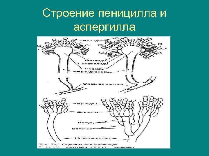 Строение пеницилла и аспергилла 