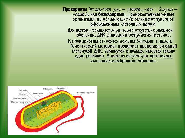 Прокариоты (от др. -греч. pro — «перед» , «до» + karyon — «ядро» ),