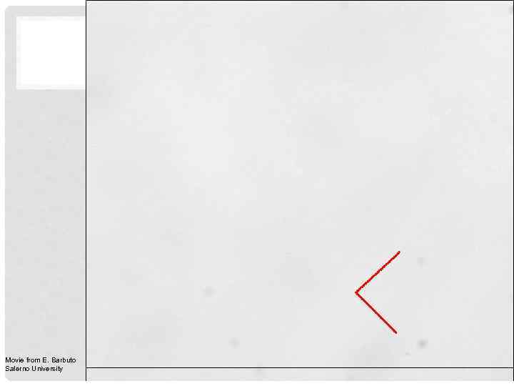 Movie from E. Barbuto Salerno University 