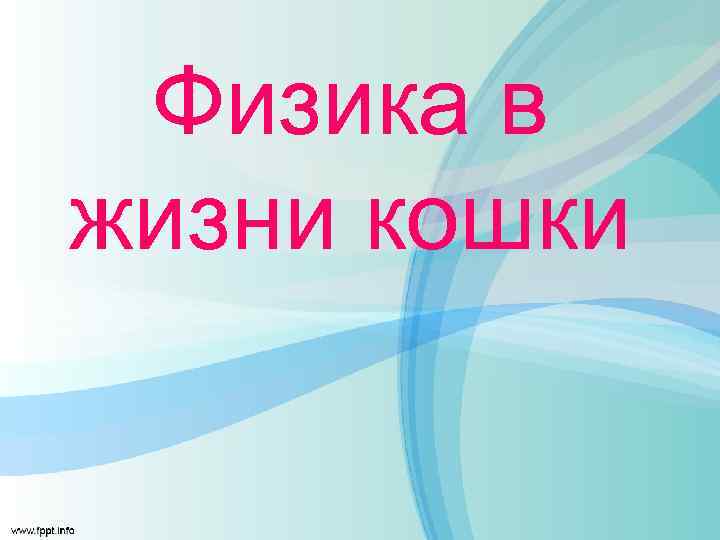 Физика в жизни кошки 