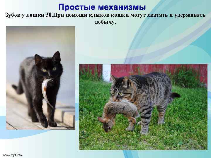Простые механизмы Зубов у кошки 30. При помощи клыков кошки могут хватать и удерживать