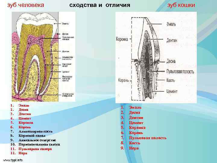 Чем отличаются зубы. Строение зубной системы кошки. Строение кошачьего зуба.