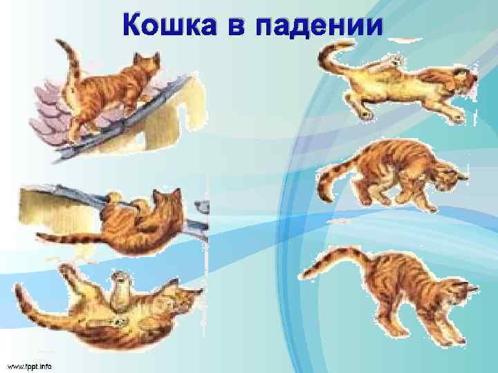 Кошка в падении 