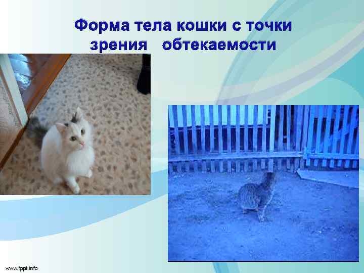 Форма тела кошки с точки зрения обтекаемости 