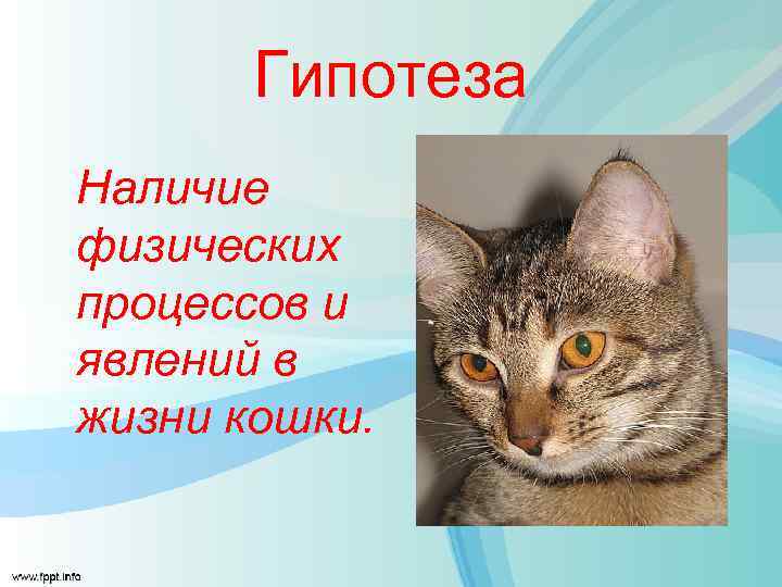 Гипотеза Наличие физических процессов и явлений в жизни кошки. 