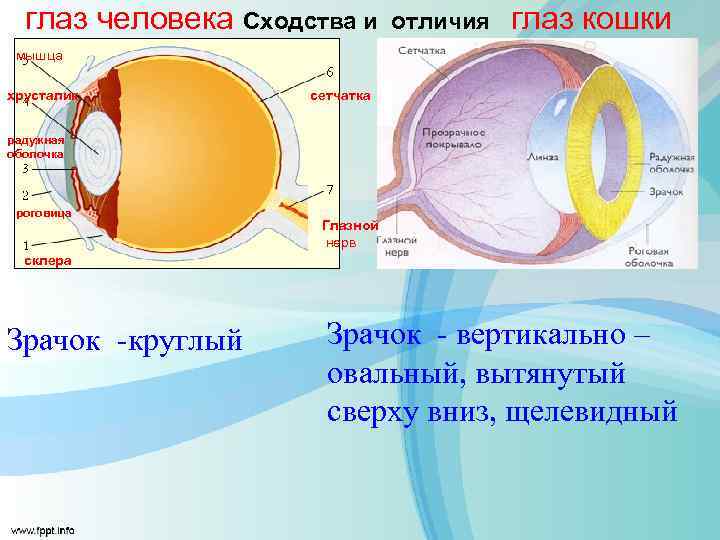 Чем отличается зрение. Строение кошачьего глаза и человеческого сравнение. Анатомия глаза кошки. Строение глаза животных.