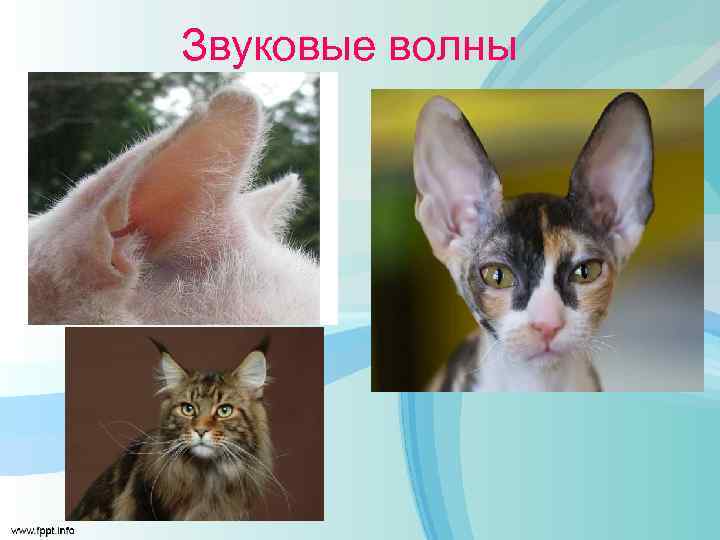 Звуковые волны 