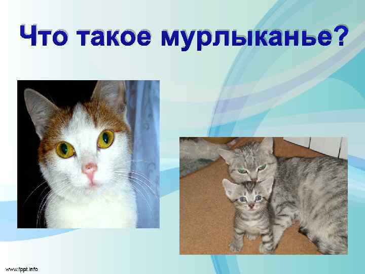 Что такое мурлыканье? 