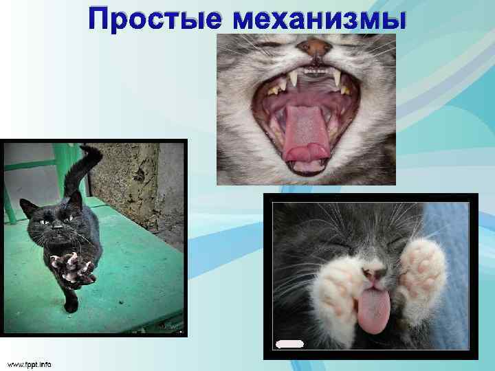 Простые механизмы 