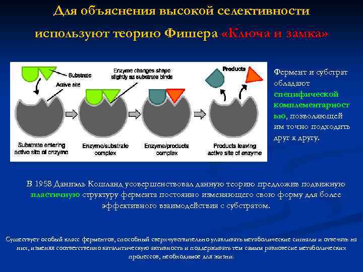 Для объяснения высокой селективности используют теорию Фишера «Ключа и замка» Фермент и субстрат обладают