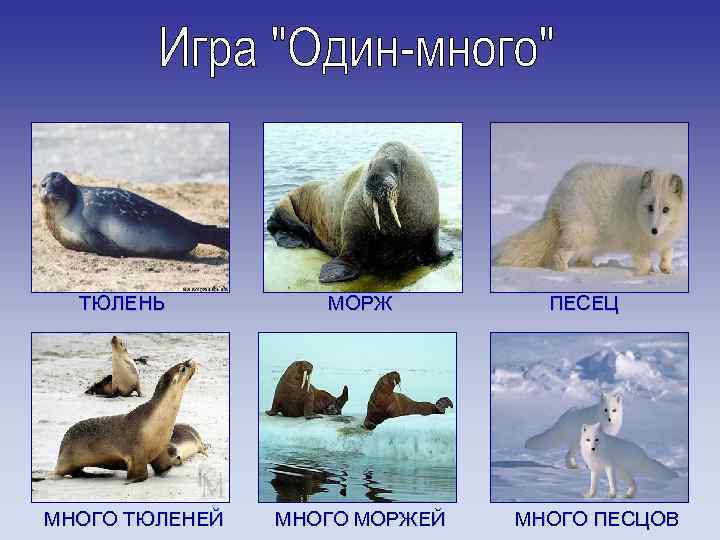 ТЮЛЕНЬ МНОГО ТЮЛЕНЕЙ МОРЖ МНОГО МОРЖЕЙ ПЕСЕЦ МНОГО ПЕСЦОВ 