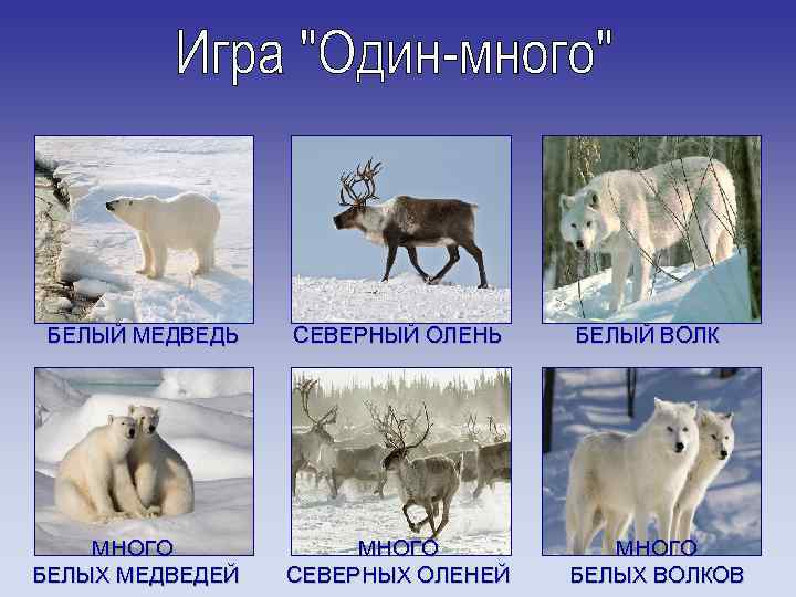 БЕЛЫЙ МЕДВЕДЬ МНОГО БЕЛЫХ МЕДВЕДЕЙ СЕВЕРНЫЙ ОЛЕНЬ МНОГО СЕВЕРНЫХ ОЛЕНЕЙ БЕЛЫЙ ВОЛК МНОГО БЕЛЫХ