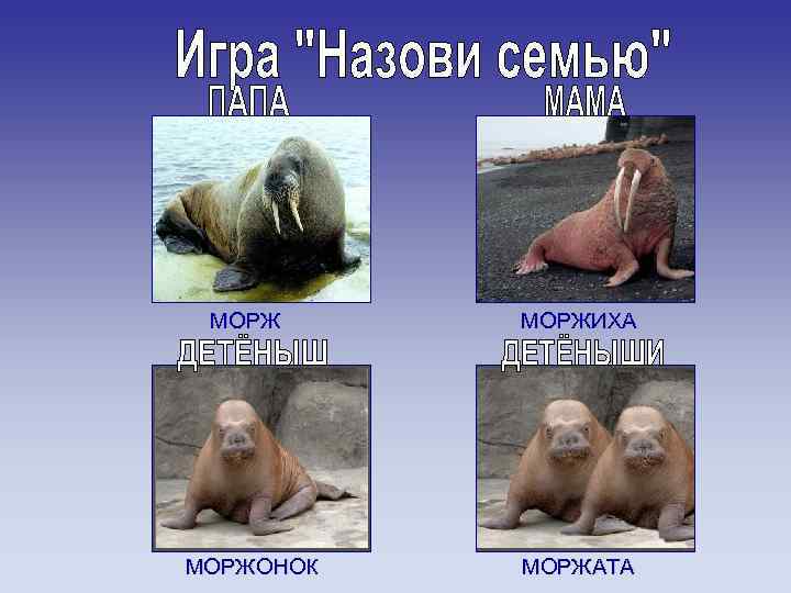 МОРЖИХА МОРЖОНОК МОРЖАТА 