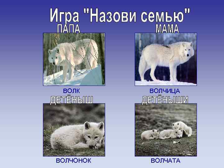ВОЛК ВОЛЧОНОК ВОЛЧИЦА ВОЛЧАТА 