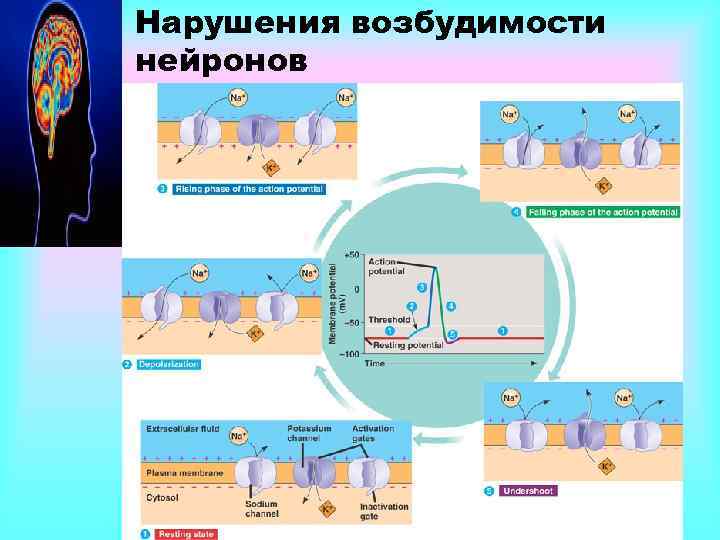 Нарушения возбудимости нейронов 