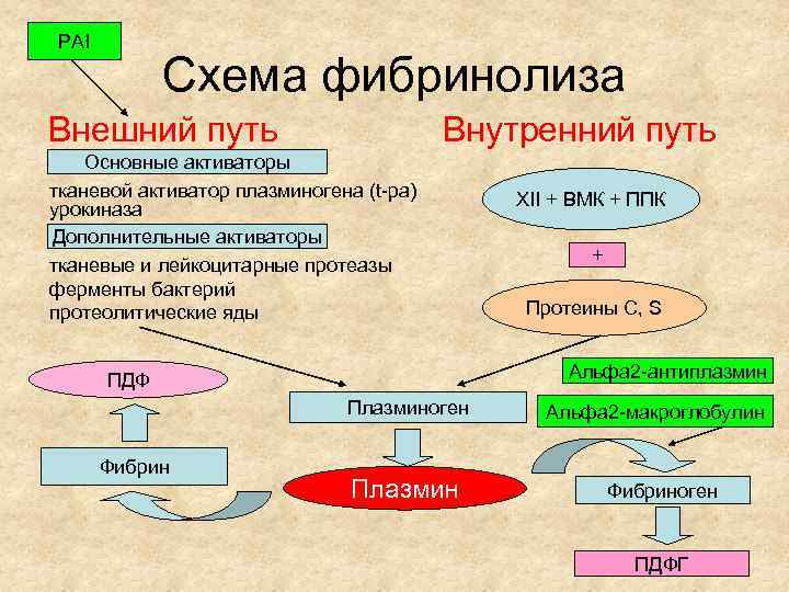 PAI Схема фибринолиза Внешний путь Внутренний путь Основные активаторы тканевой активатор плазминогена (t-pa) урокиназа