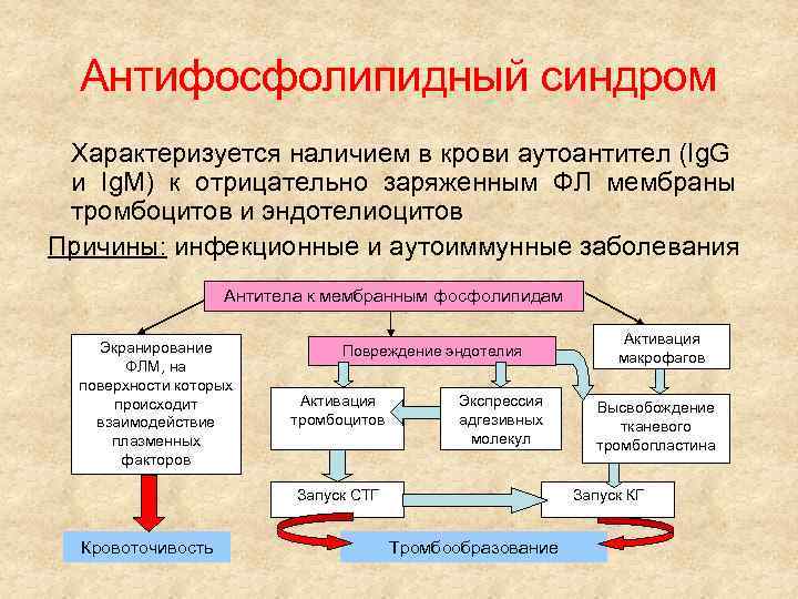 Антифосфолипидный синдром Характеризуется наличием в крови аутоантител (Ig. G и Ig. M) к отрицательно