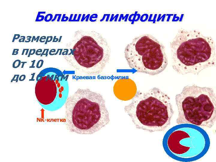 Большие лимфоциты Размеры в пределах От 10 до 16 мкм Краевая базофилия NK-клетка 10