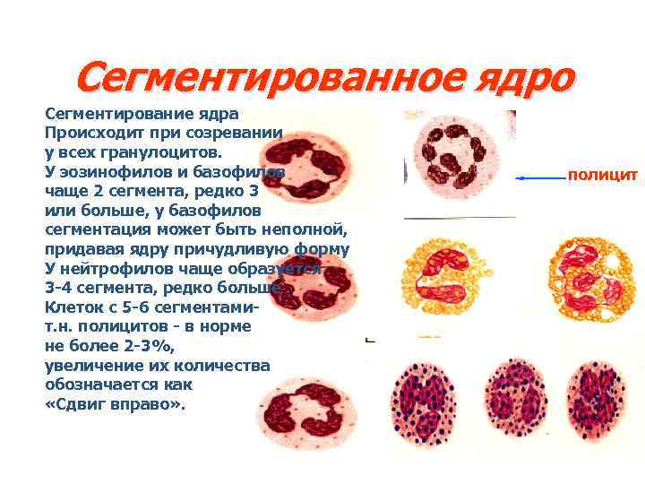 Базофилы и эозинофилы